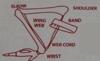 Wing Band