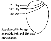 Air Cell Development