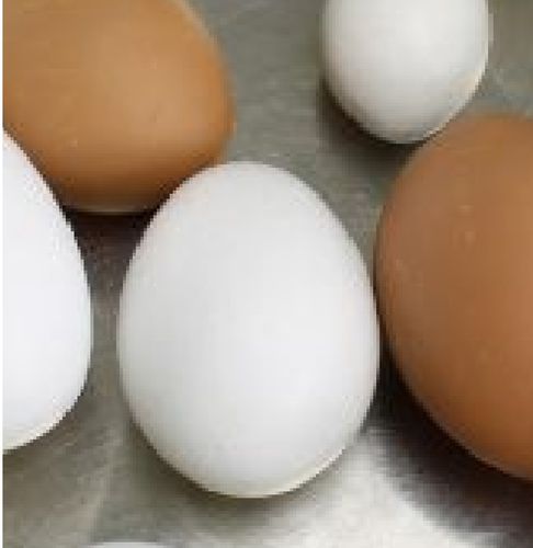 Chicken Nest Egg, White (Plaster)