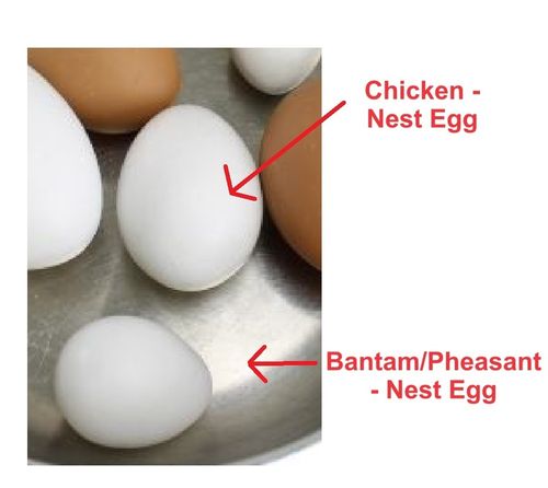 Pheasant/Bantam Nest Egg, White (Plaster)