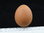 Chicken Nest Egg, BROWN (Plaster)