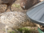 BEC King Feeder 25kg Outdoor with Rain Hat